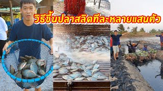 เพิ่งรู้เค้าทำกันแบบนี้ วิธีขึ้นปลาสลิดหลายแสนตัว | เอิร์ธสดชื่น