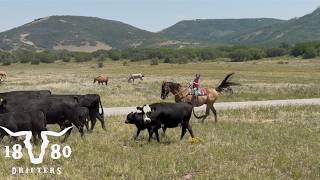 Life of A Colorado Cattle Rancher. Dogs Go Back To Work