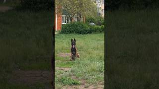 Белгиялық овчарка. Лақап аты - Рич. Белгиский овчарка. Кличка - Рич! #germanshepherd #malinois