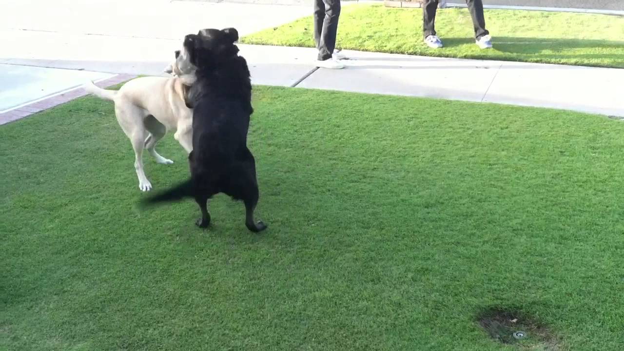 Pitbull Shepherd Mix vs Lab Mix - YouTube