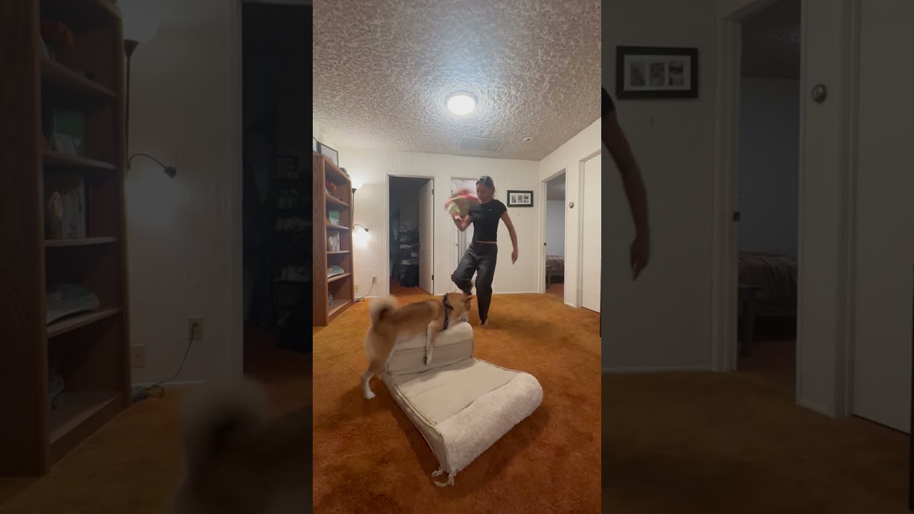Dog Humbs a Pillow as Owner Showing off Dance Moves
