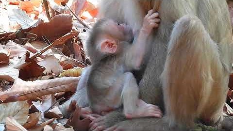 Monkey Baby Bon Bon eats jelly in the pool with duckling and goes to the farm with puppy