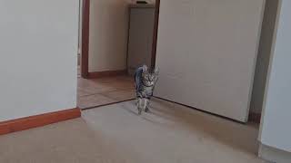 cat slowmo walk #shorts by RENE OLIVIER 66 views 2 years ago 19 seconds