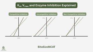 Km, Vmax, and Enzyme Inhibition Explained | MCAT Biochemistry
