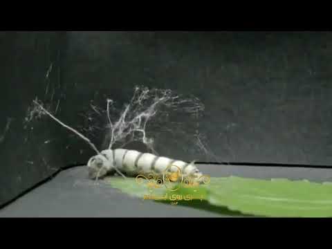 تصویری: کدام حشرات پیله می سازند؟
