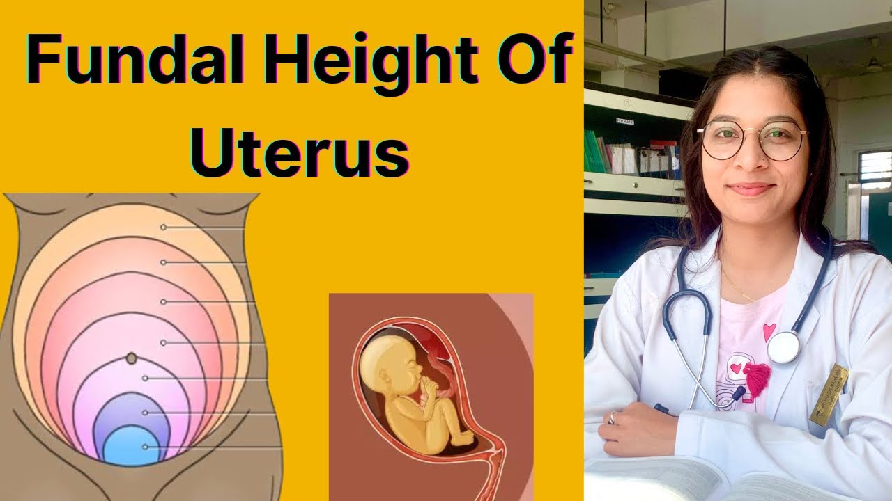 how-to-calculate-gestational-age-in-hindi-fundal-height-of-the-uterus
