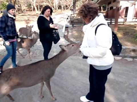 bowing-japanese-deer-(say-arigato,-or-thank-you-in-japanese)