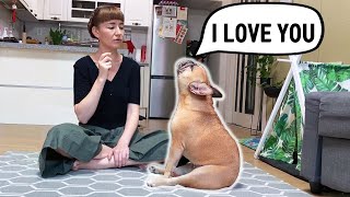 French Bulldog Says I Love You | Teaching My Dog How To Speak