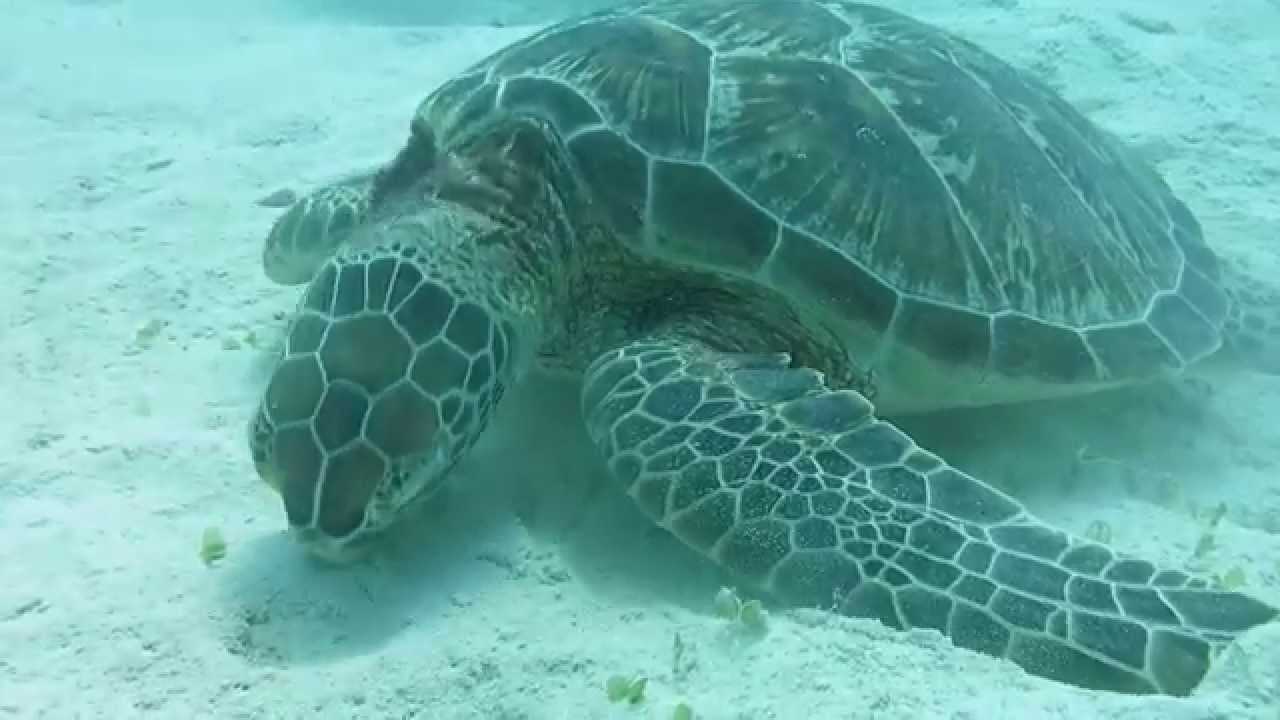 砂地の海亀 まだ子供です 海藻が美味しいみたいで まったくここを離れません Youtube