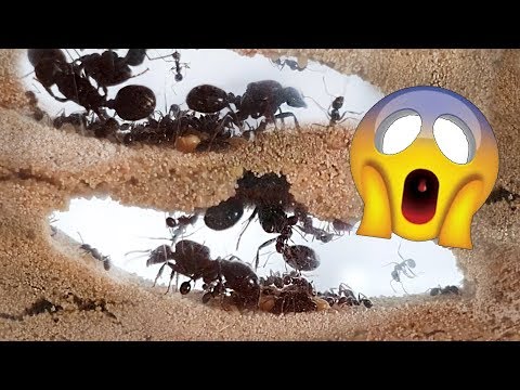 Video: ¿Cuánto tiempo les toma a las termitas construir un montículo?