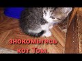 новость. приёмыш.  прям домой принесли.🐈🐾🐾🐾🐾🐾