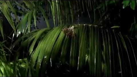 إِنَّ أَكْرَمَكُمْ عِندَ اللَّهِ أَتْقَاكُمْ ۚ تلاوة الشيخ عبدالباسط عبدالصمد