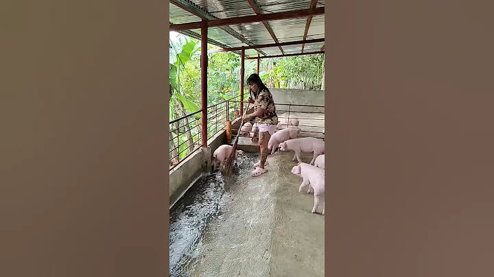 pigs swimming pool #pig #hogger #pigbreeding #farming #pigfeed #pigfarming #farmer #animals