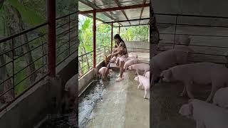 Pigs Swimming Pool