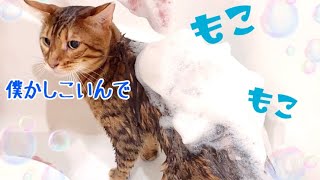 猫シャンプーのお手本！水が得意なテトはシャンプーもお利口さん