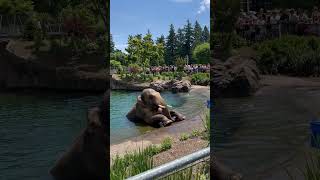 Amazing Footage Of Asian Elephant Eating And Playing In Water Oregon Zoo 