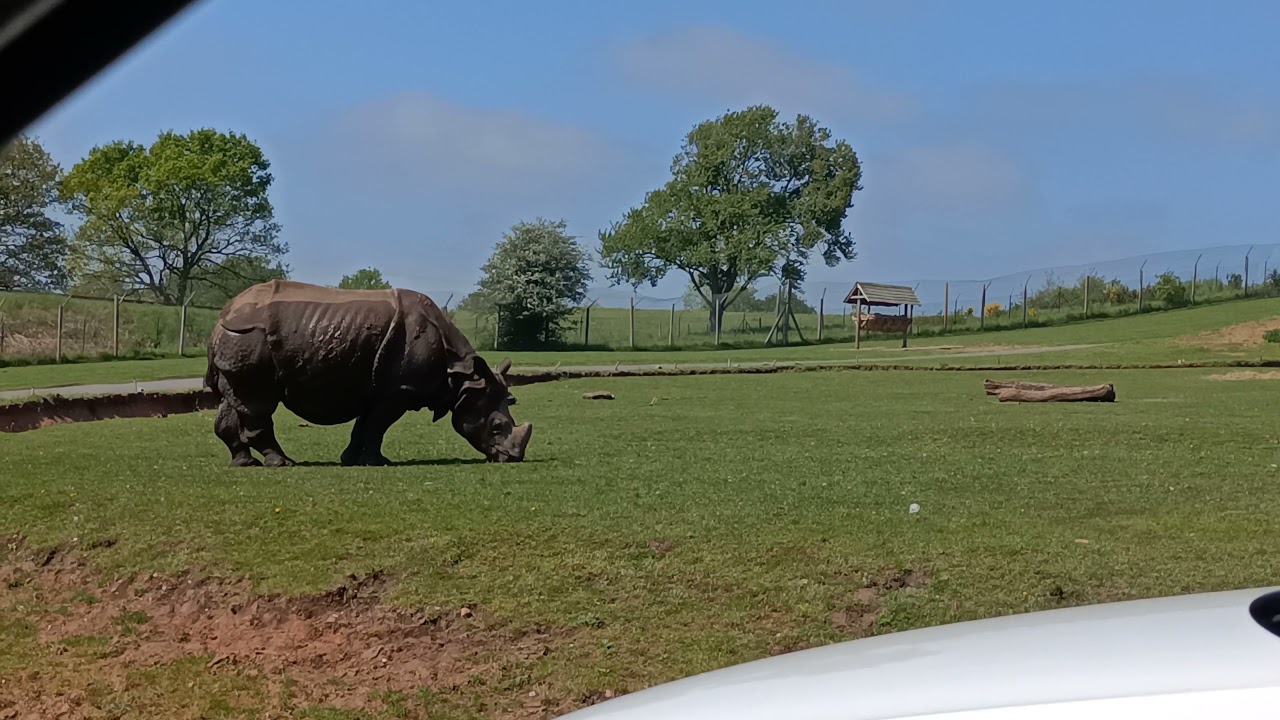 WEST MIDLANDS SAFARI PARK | KIDS IN CHARGE |
