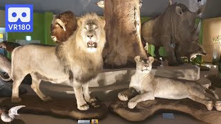 3D VR Lion, Lynx and Deer in Animal Museum