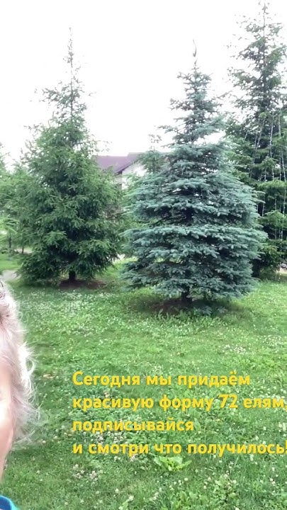 Обрезка Елей - YouTube