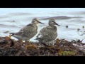 KUSTSNÄPPA  Red Knot  (Calidris canutus)  Klipp - 1606