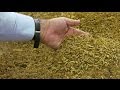 Let Them Eat Flies