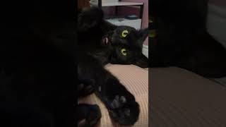 ASMR Cat Purring #cat #asmr #trending #catshorts #