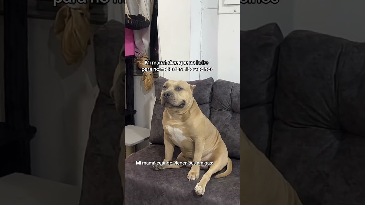 Una bullaranga increíble 🤣🐶 