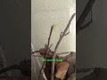 The mantis King