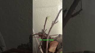 The mantis King