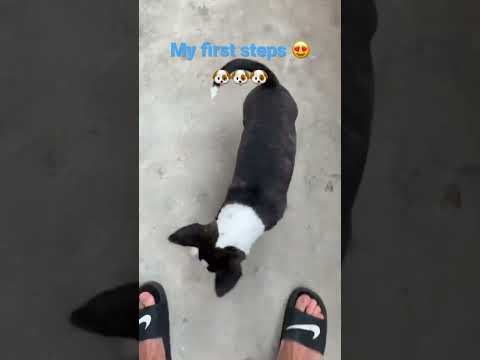 Funny dog bull terrier #bull terrier dog #bull terrier puppy