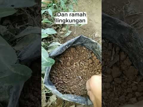 Video: Tagetes: tumbuh dari biji