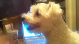 Alfredo the dog 3