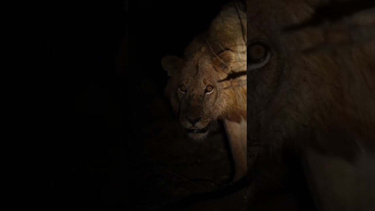 Majestic Lions Roaming Free 🦁🔥