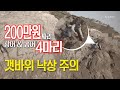 200만원짜리 광어 &amp; 농어 4마리 한번 봐주세요 - 서해 태안 안면도 루어 낚시 포인트