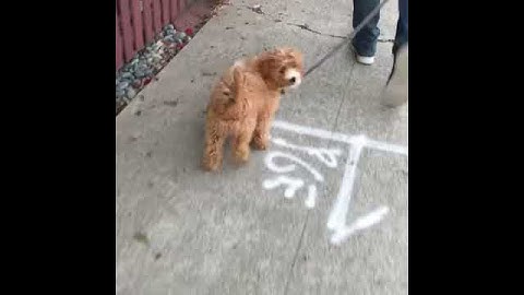 moment generating function of normal distribution