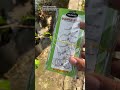 Ring Besutan #mancingmantap #mancing