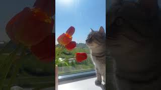 Летняя радость у Кота) #утро #цветы #тюльпаны #начиле #кошачьяжизнь #котики #санктпетербург #город