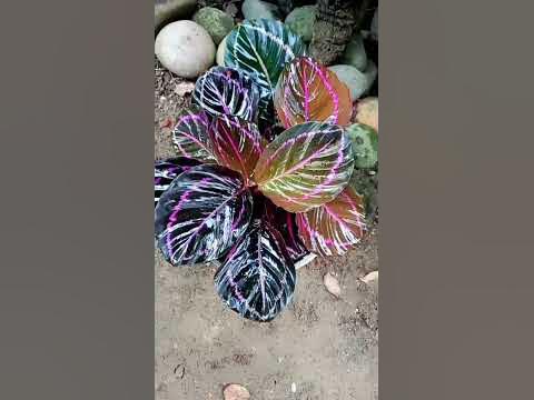 Cara Merawat Calathea