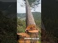 Timber Cutter | TRIGVI.COM | Lumberjack forum