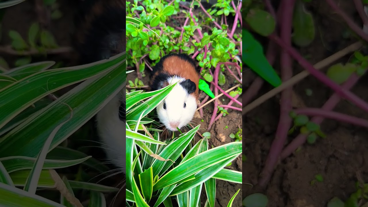 Guinea pigs eating everything in sight 🐹 