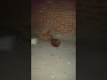 محمد رمضان اغنية رمادونا