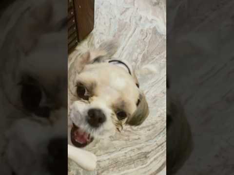 Shihtzu without hair