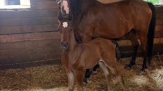 Full Arabian mother and colt running and playing- Ellie and Brutus