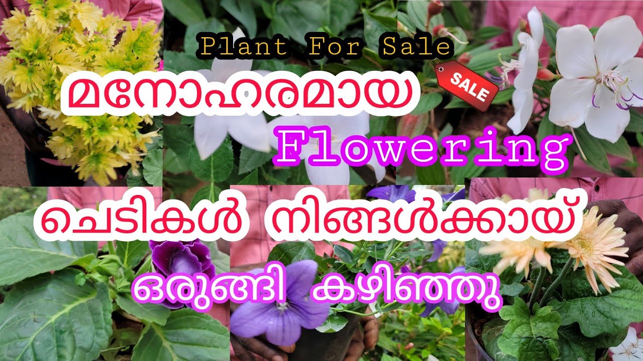 വളരെ മനോഹരമായ Flowering ചെടികൾ നിങ്ങൾക്കായി ഒരുങ്ങി കഴിഞ്ഞു |Plant for sale| online plant sale