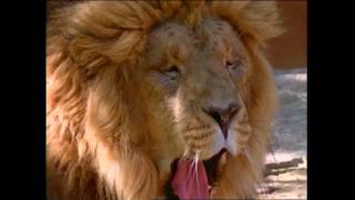 Baby Noah Animal Expedition, Part 1 Animal Videos For Kids Baby Einstein