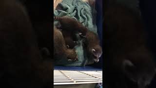 Baby Raccoons! @Scalyadventures