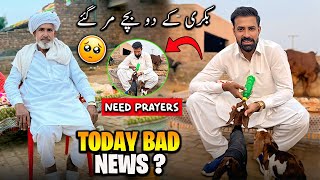 Bad News For Abu Jan 😞 | ابو کی بکری کے دو بچے مر گئے ابو پریشان