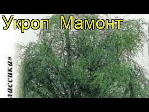 Укроп (Мамонт). Краткий