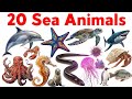 20 Sea Animals Name for Kids | Learn Ocean Animals in English | Educational Video