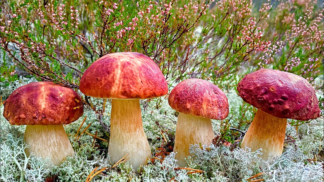 ГРИБНОЕ СУМАСШЕСТВИЕ! ГРИБНИКИ ОШАРАШЕНЫ! БЕЛЫЕ ГРИБЫ БОРОВИКИ ИДУТ ...